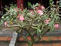 Desert rose